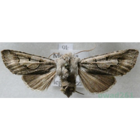 Perigrapha i-cinctum (Denis & Schiffermüller, 1775) Czech9k